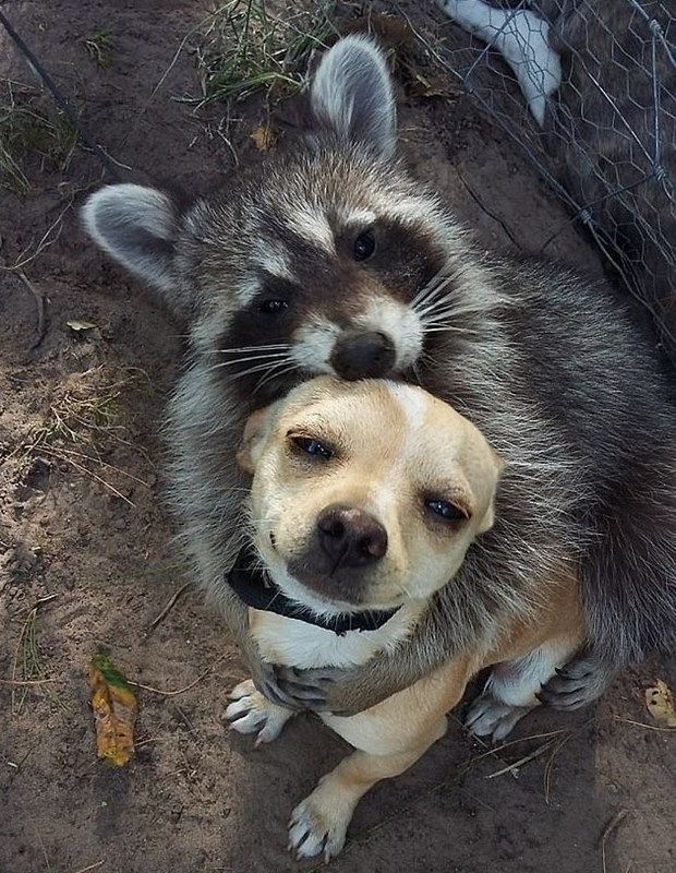 Khoảnh khắc dễ thương về tình bạn kỳ lạ giữa các loài vật khác biệt khoanh khac de thuong ve tinh ban ky la giua cac loai vat khac biet