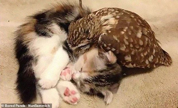 Khoảnh khắc dễ thương về tình bạn kỳ lạ giữa các loài vật khác biệt khoanh khac de thuong ve tinh ban ky la giua cac loai vat khac biet