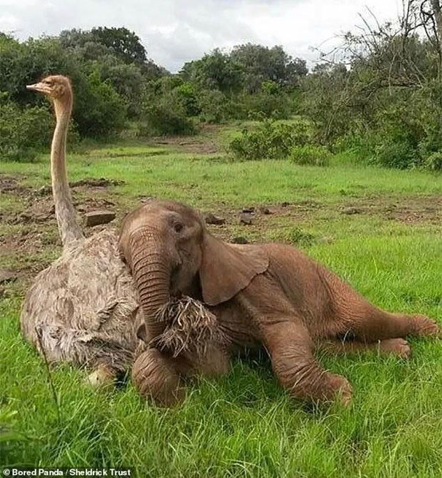 Khoảnh khắc dễ thương về tình bạn kỳ lạ giữa các loài vật khác biệt khoanh khac de thuong ve tinh ban ky la giua cac loai vat khac biet