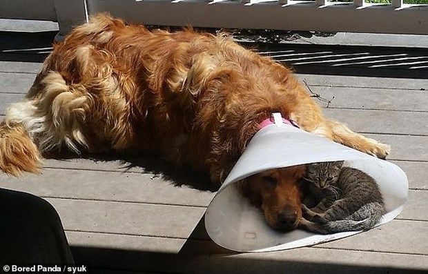 Khoảnh khắc dễ thương về tình bạn kỳ lạ giữa các loài vật khác biệt khoanh khac de thuong ve tinh ban ky la giua cac loai vat khac biet