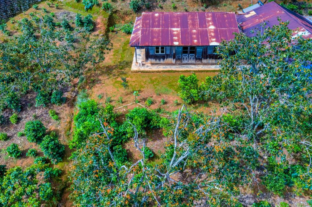 Đà Lạt: Đẹp mê mẩn mùa hồng chín, du khách đi chẳng nỡ về