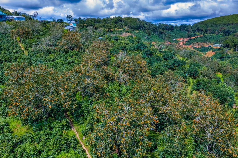 dat lat dep me man mua hong chin du khach di chang no ve