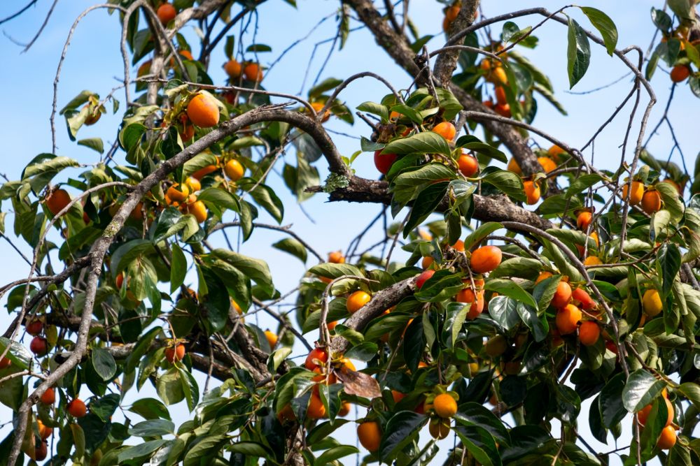 dat lat dep me man mua hong chin du khach di chang no ve