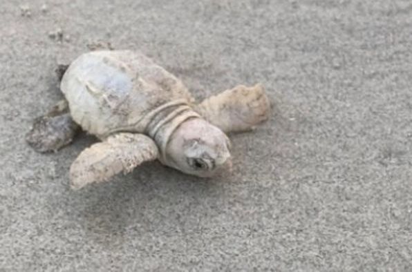 rua bien trang sieu quy hiem xuat hien tai my