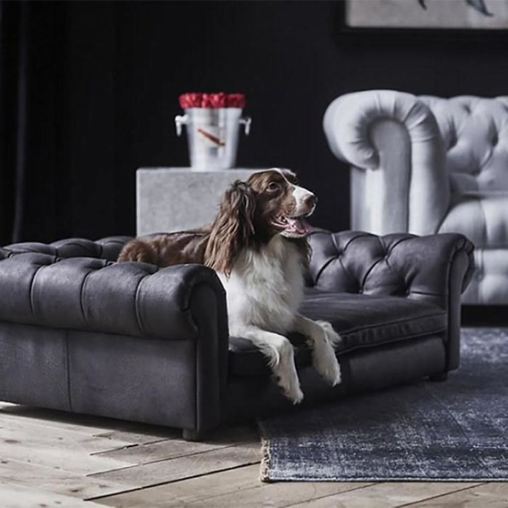 thú cưng Những thiết kế giường nằm sang chảnh cho thú cưng của bạn