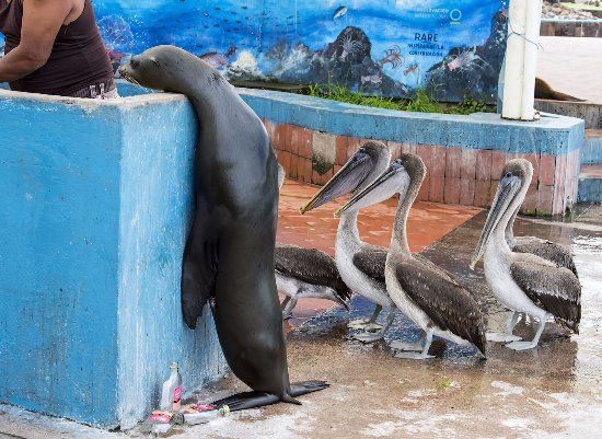 Đàn bồ nông 'lịch sự' xếp hàng trước quầy cá chờ xin ăn