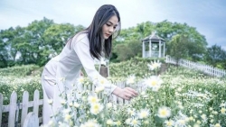 Lạc vào cánh đồng cúc hoa mi 3.000 m2 đẹp mê mẩn ở Hà Nội