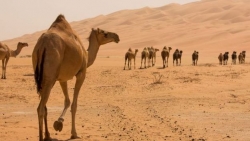 Giải mã bí ẩn của chiếc bướu trên lưng giúp lạc đà sống từ 4 đến 5 tháng mà không cần thức ăn