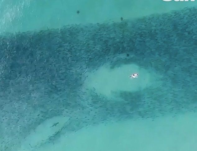 khoanh khac nguy hiem 2 con ca map ap sat doan nguoi dang boi