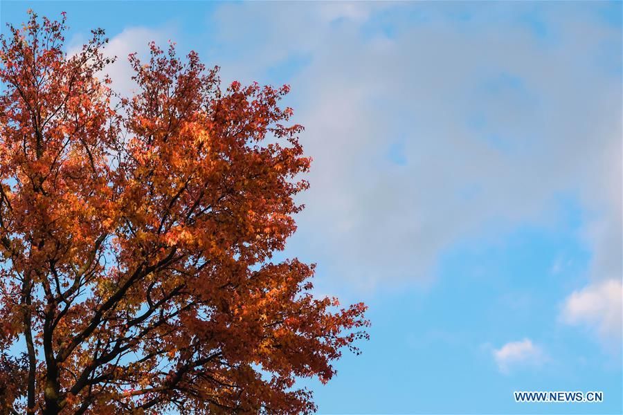 dam minh trong canh dep mua thu ngap sac vang o chau au