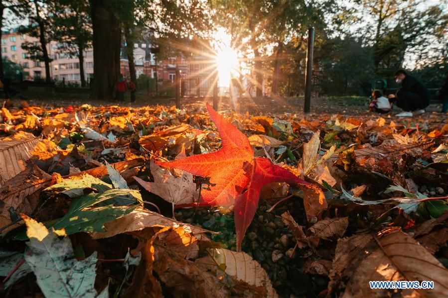 dam minh trong canh dep mua thu ngap sac vang o chau au