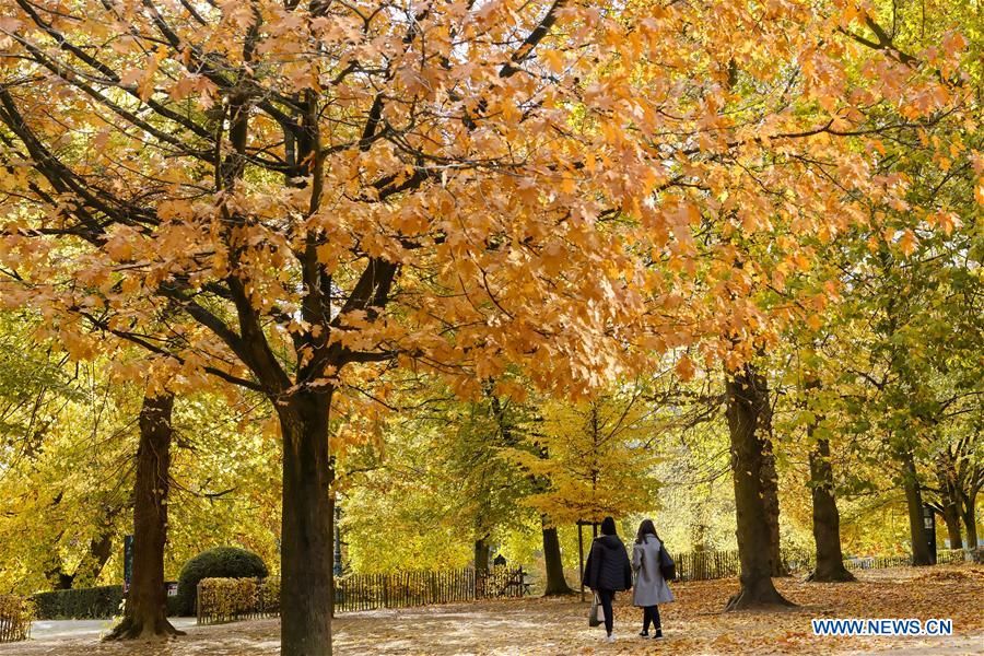 Đắm mình trong cảnh đẹp mùa Thu ngập sắc vàng ở châu Âu