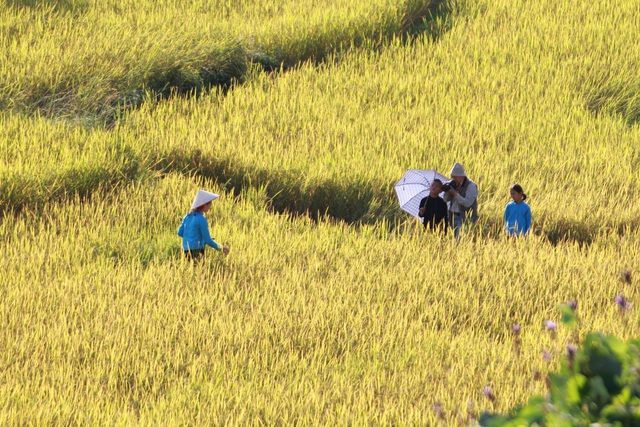 Về vùng cao Tiên Yên, Quảng Ninh ngắm ruộng bậc thang rực rỡ mùa lúa chín
