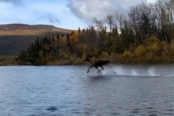 Kỳ diệu khoảnh khắc nai sừng tấm chạy như bay trên mặt nước