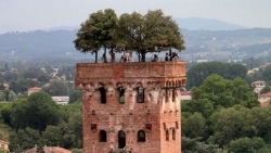 Độc đáo tòa tháp cổ 700 năm tuổi với 7 cây sồi mọc trên đỉnh
