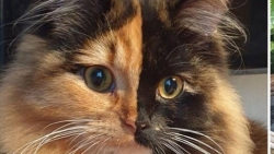 Chú mèo hai mặt dễ thương, nổi tiếng vì có bộ lông hỗn hợp hai màu đặc biệt