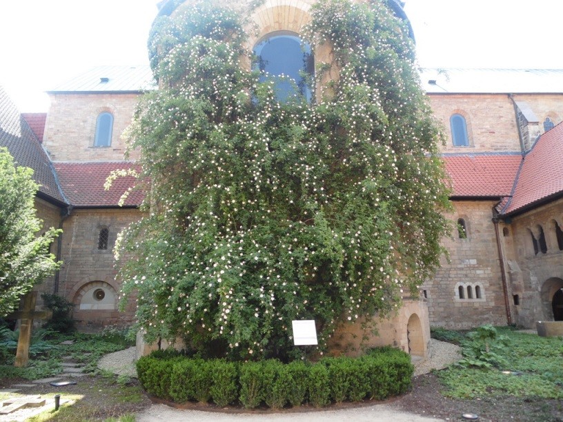 Bụi hồng phía sau nhà thờ chính tòa Hildesheim là một trong những điểm đến nổi tiếng của thành phố Hildesheim, Đức. Không xác định được tuổi chính xác của bụi hồng. Các nhà nghiên cứu ước tính tuổi của cây khoảng 700 năm. Tuy nhiên, nhiều truyền thuyết liên quan đến nó kể rằng cây được trồng từ năm 815, cùng thời điểm xây dựng nhà thờ. Vì thế, nó còn được gọi là 'bụi hồng nghìn tuổi' (tên tiếng Đức: Tausendjähriger Rosenstock). (Ảnh: Hi-rose)