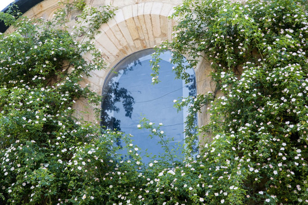 Đức: Bụi hồng leo cổ thụ gần nghìn năm tuổi