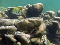 Biến đổi khí hậu: Số phận phụ thuộc của các rạn san hô