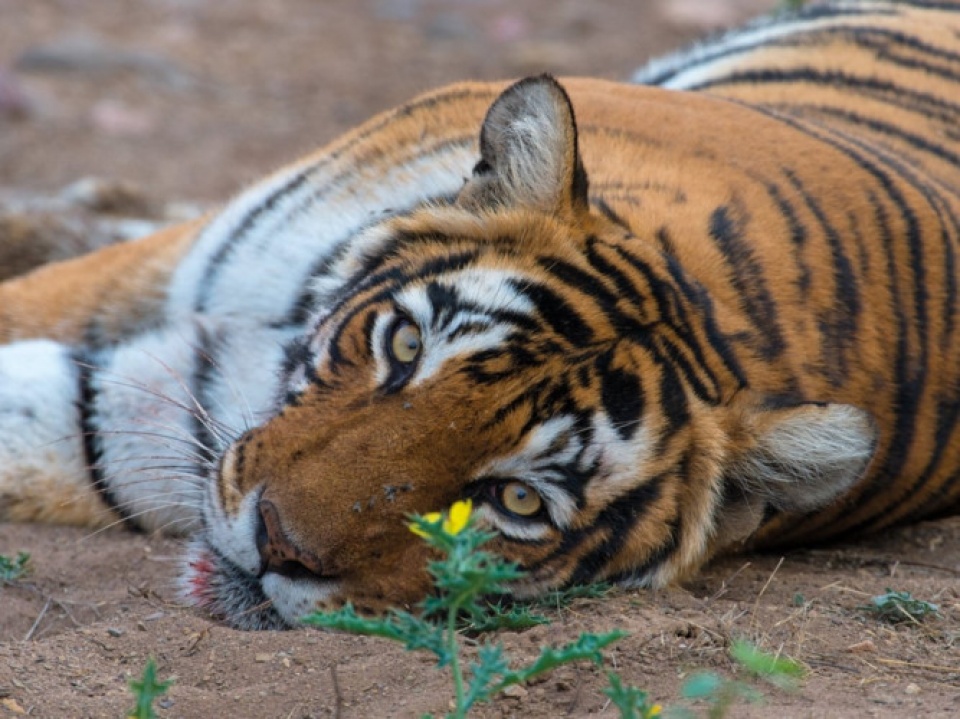 an do the gioi dong vat hoang da dep me hon