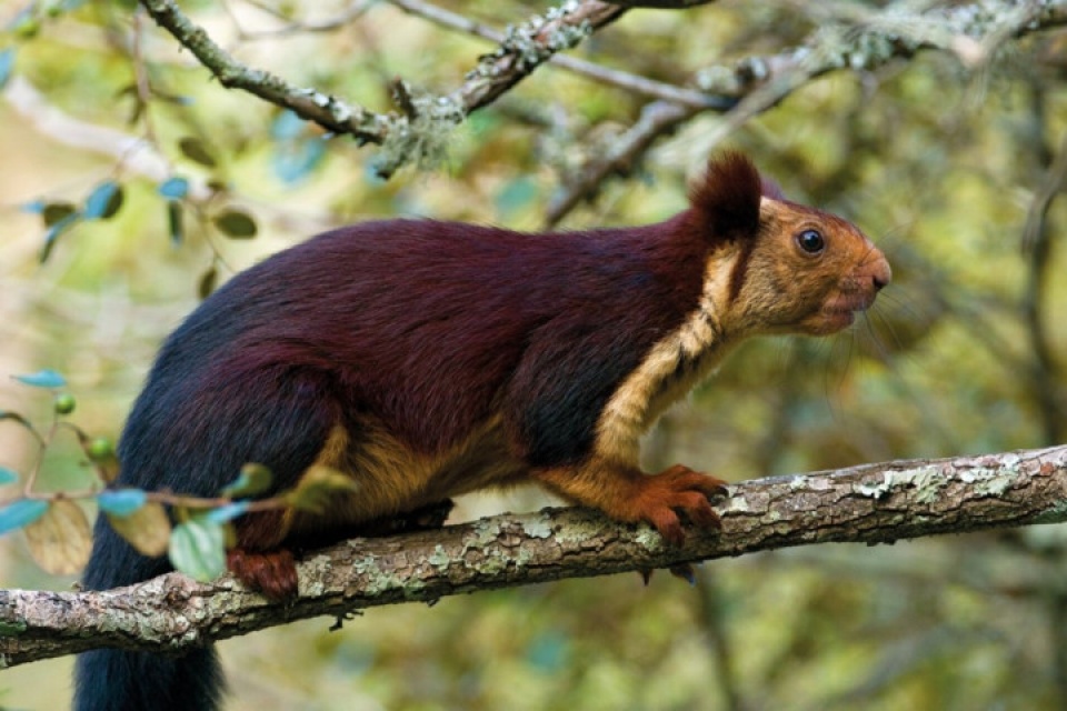 an do the gioi dong vat hoang da dep me hon