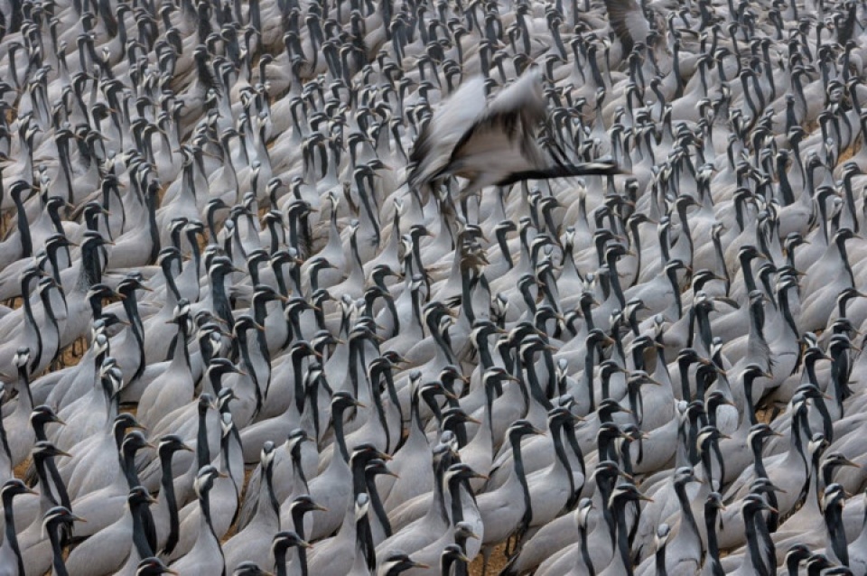 an do the gioi dong vat hoang da dep me hon