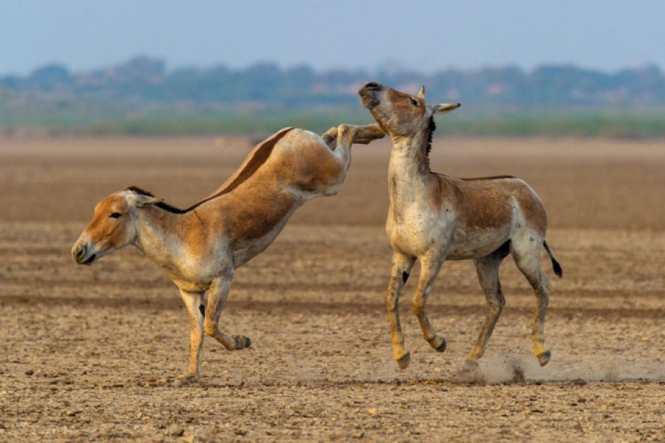 an do the gioi dong vat hoang da dep me hon