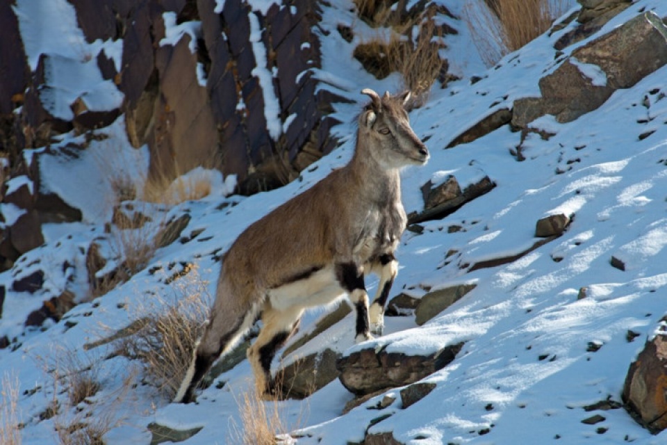 an do the gioi dong vat hoang da dep me hon