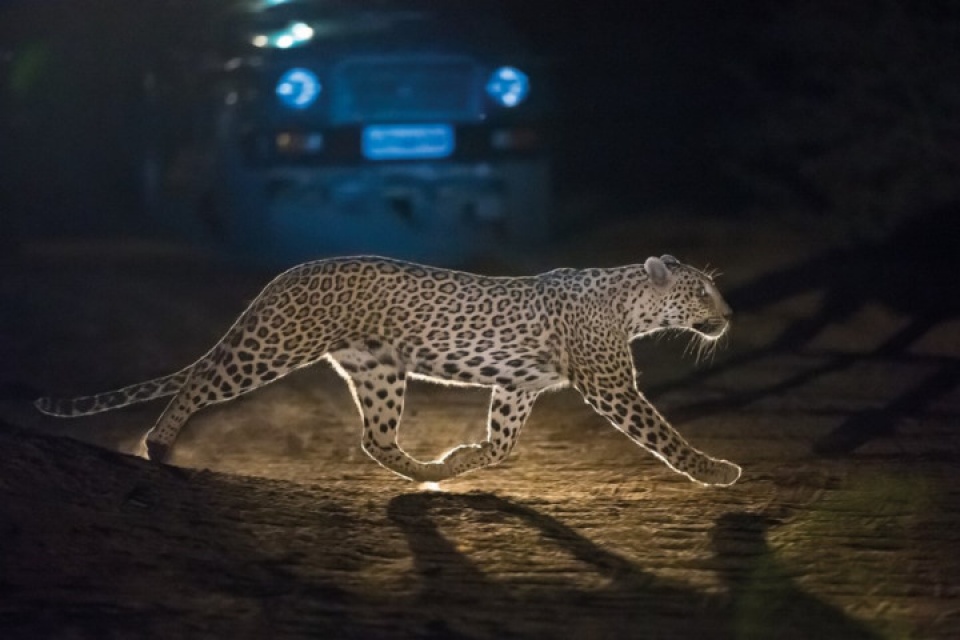 an do the gioi dong vat hoang da dep me hon