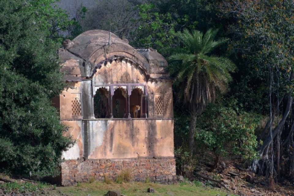 an do the gioi dong vat hoang da dep me hon