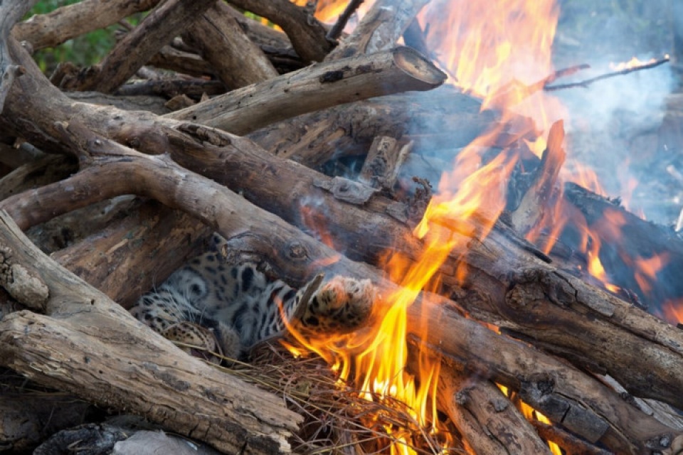 an do the gioi dong vat hoang da dep me hon