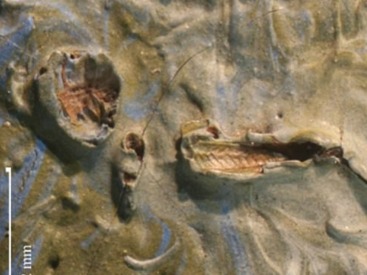 Châu chấu “ngự” trên siêu phẩm hội họa suốt… 128 năm