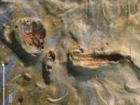 Châu chấu “ngự” trên siêu phẩm hội họa suốt… 128 năm