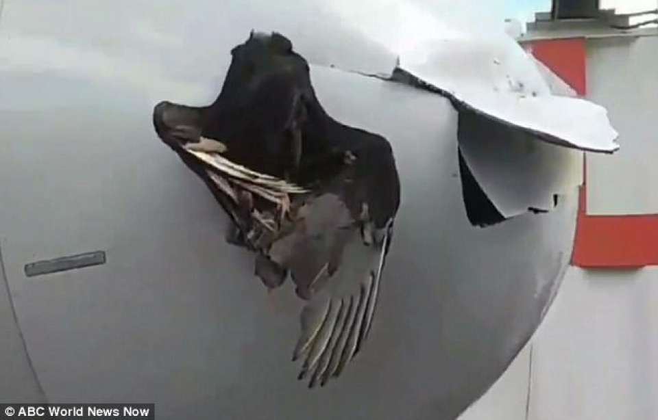 chim khong lo mac ket vao dau may bay sau va cham tren khong