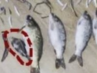 Nhận án tù hơn ba năm chỉ vì bắt một con cá nặng... 50 gam