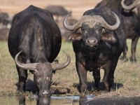 Botswana: "Thảm kịch" 400 con bò rừng chết đuối khi chạy trốn đàn sư tử