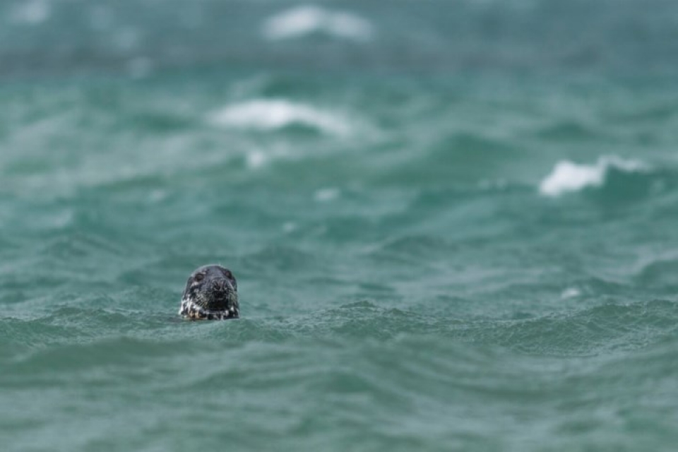 anh nhung buc anh an tuong trong loat giai ve dong vat hoang da 2018