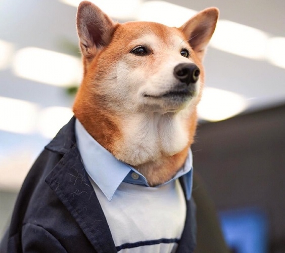 sieu mau cho bodhi cuc ngau voi muc luong 15000 usdthang