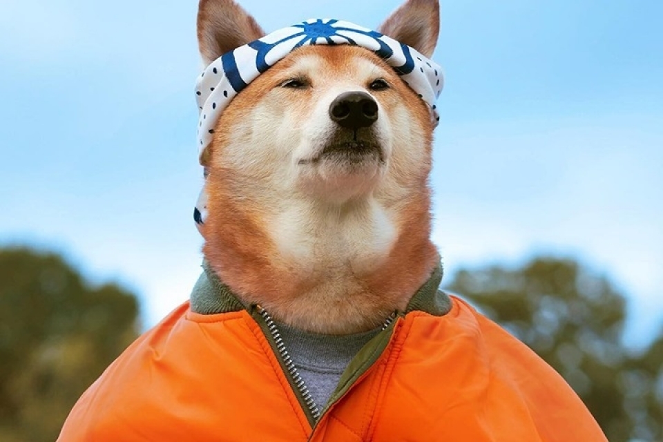 sieu mau cho bodhi cuc ngau voi muc luong 15000 usdthang