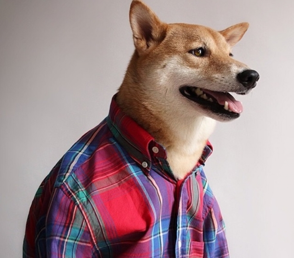 sieu mau cho bodhi cuc ngau voi muc luong 15000 usdthang