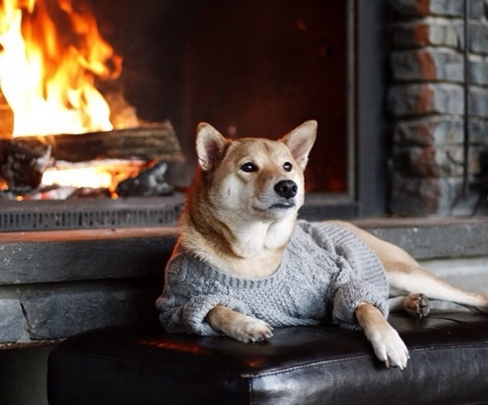 sieu mau cho bodhi cuc ngau voi muc luong 15000 usdthang