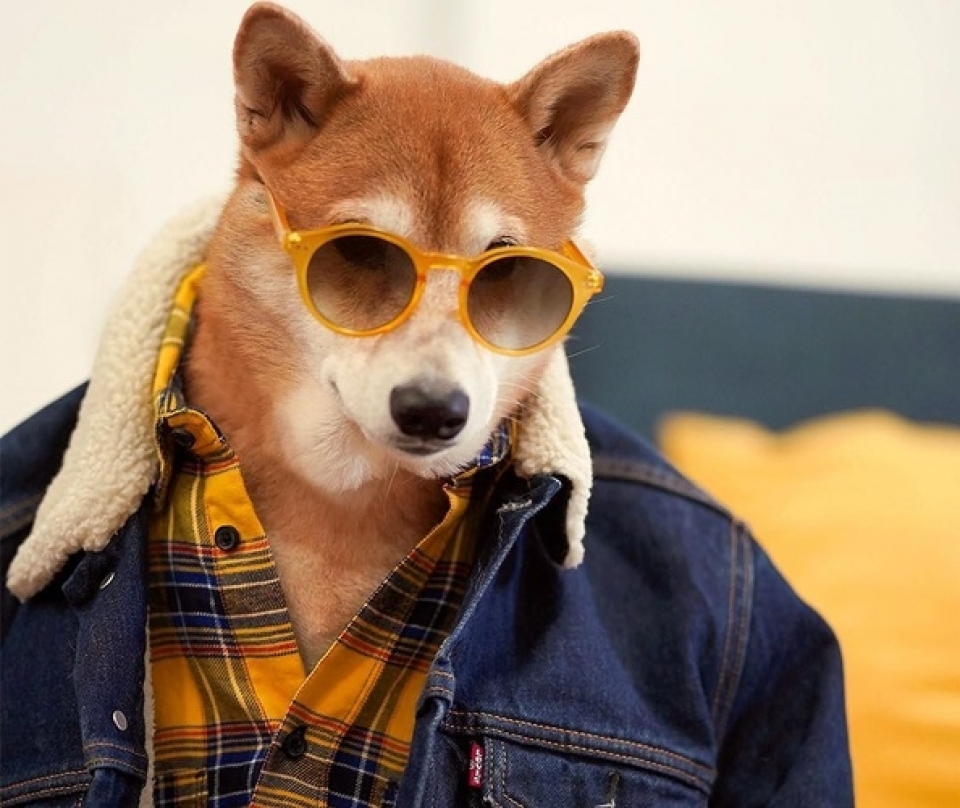 sieu mau cho bodhi cuc ngau voi muc luong 15000 usdthang