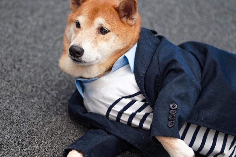 sieu mau cho bodhi cuc ngau voi muc luong 15000 usdthang