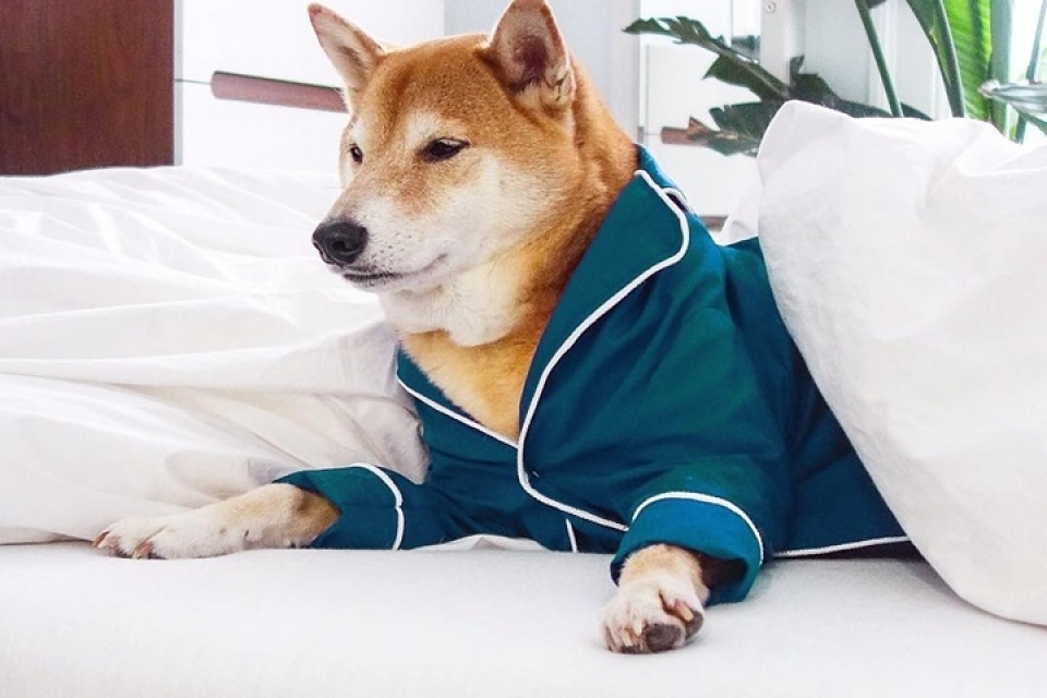 sieu mau cho bodhi cuc ngau voi muc luong 15000 usdthang