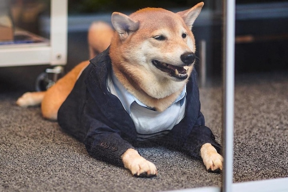 sieu mau cho bodhi cuc ngau voi muc luong 15000 usdthang