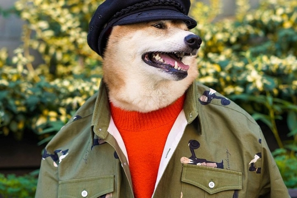 sieu mau cho bodhi cuc ngau voi muc luong 15000 usdthang