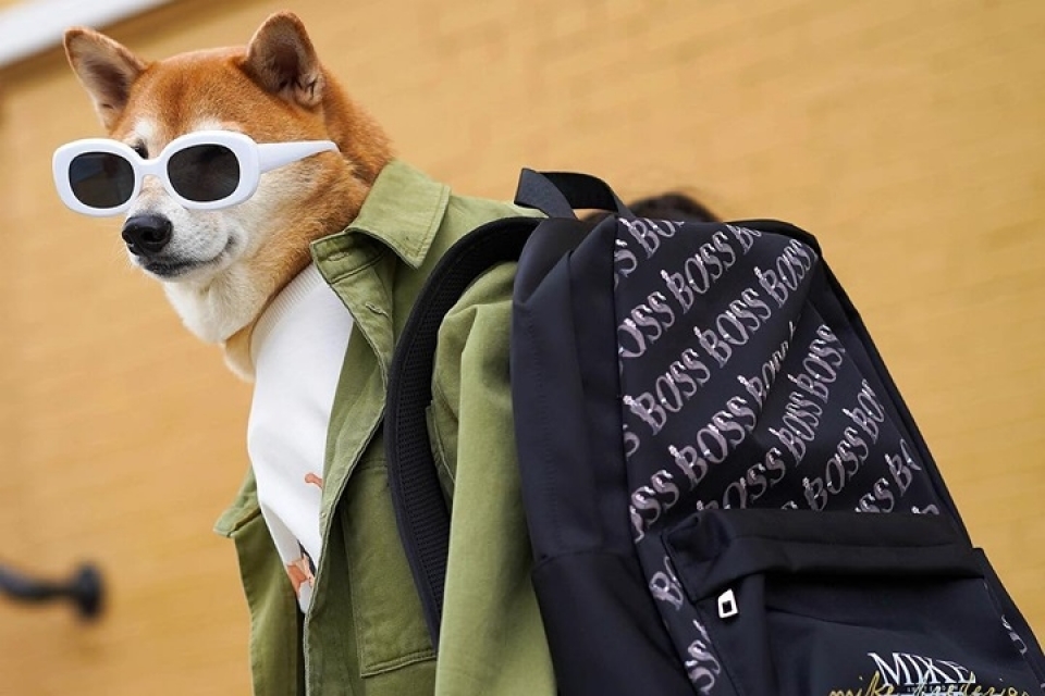 sieu mau cho bodhi cuc ngau voi muc luong 15000 usdthang