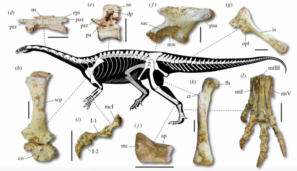 brazil phat hien hoa thach khung long co dai