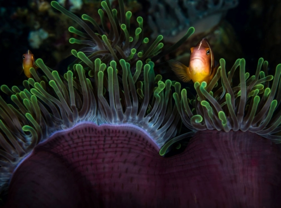 nhung buc anh tuyet dep ve dong vat duoi long dai duong xanh