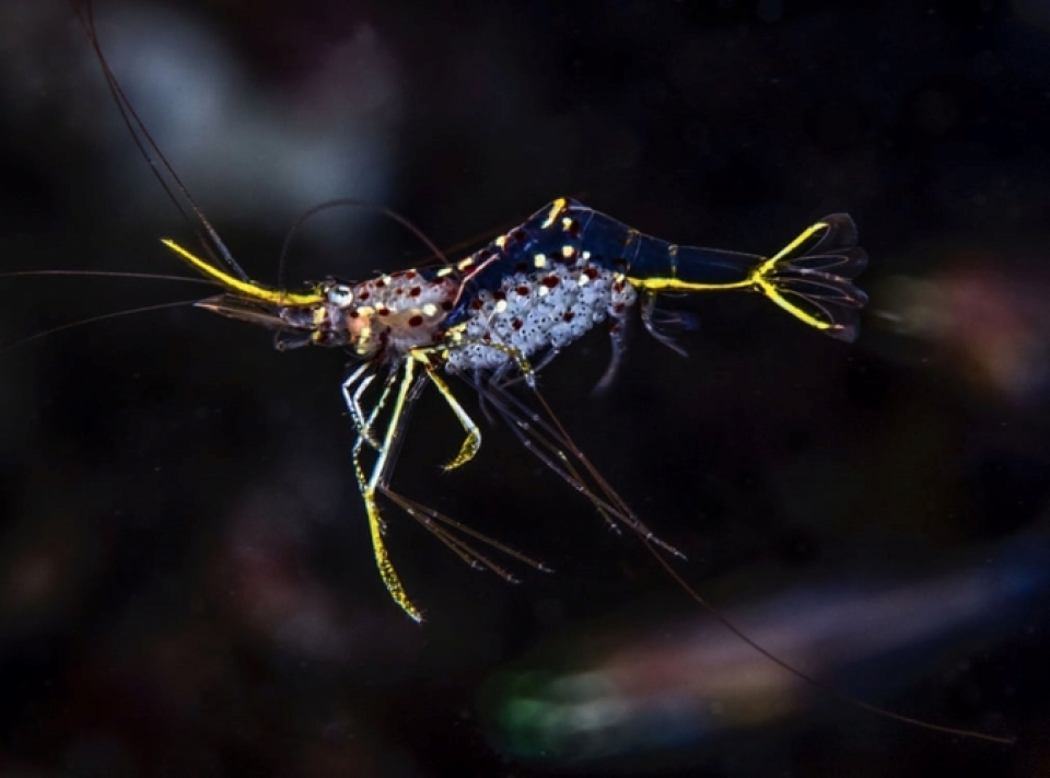 nhung buc anh tuyet dep ve dong vat duoi long dai duong xanh